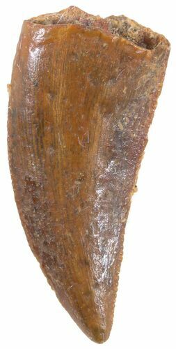 Serrated, Raptor Tooth - Morocco #44186